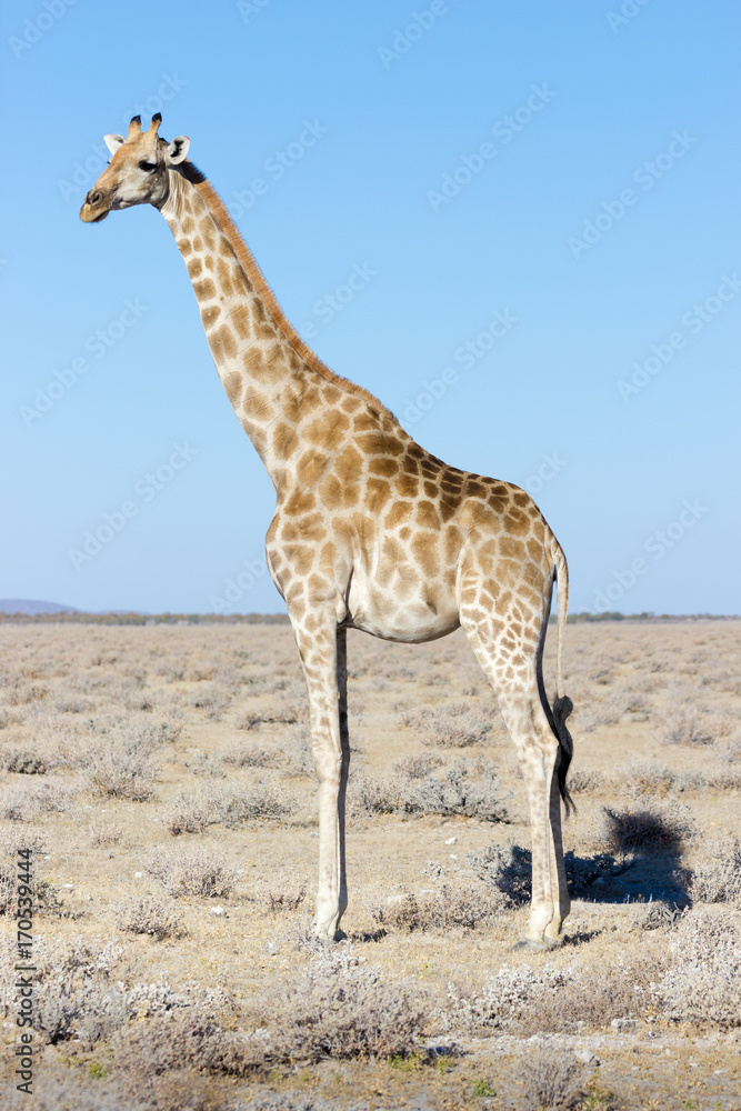 Obraz premium Wild Giraffe at Etosha National Park, Namibia, Africa