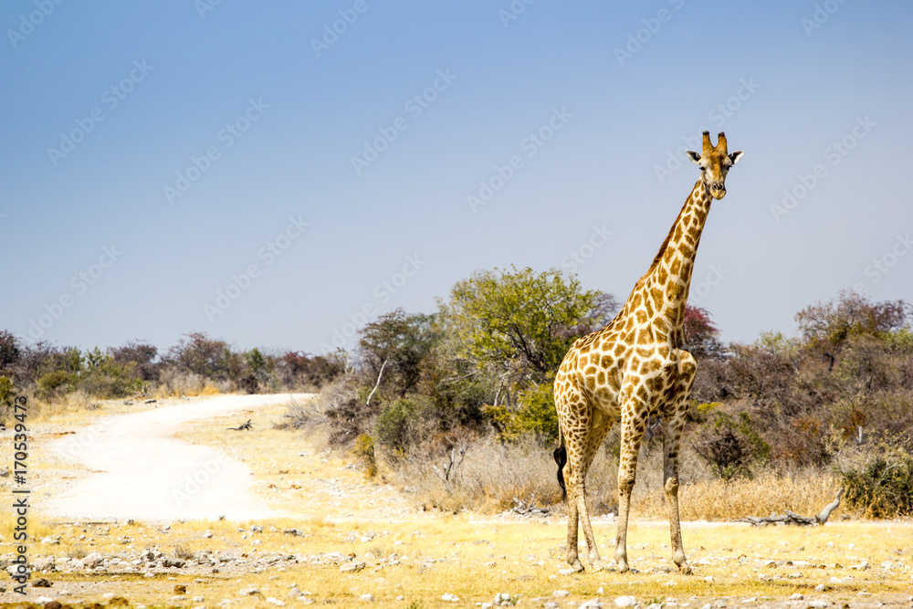 Obraz premium Wild Giraffe at Etosha National Park, Namibia, Africa