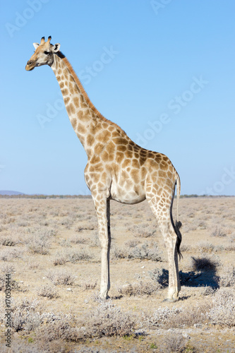 Wild Giraffe at Etosha National Park, Namibia, Africa