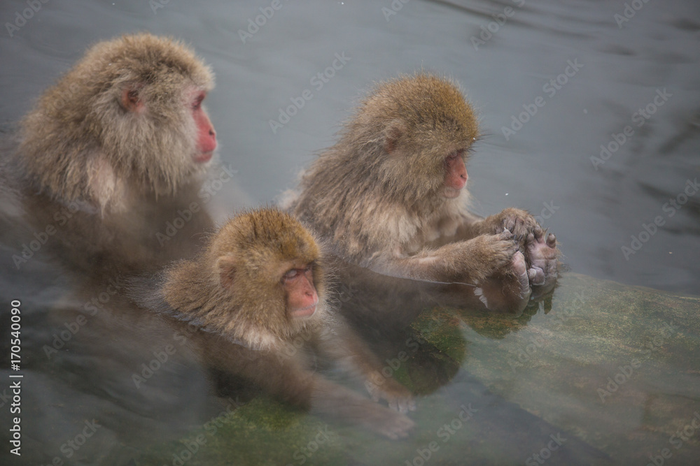 Naklejka premium ストレッチする猿