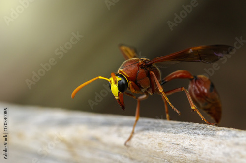 Image of potter wasp (Delta sp, Eumeninae) on dry timber. Insect Animal