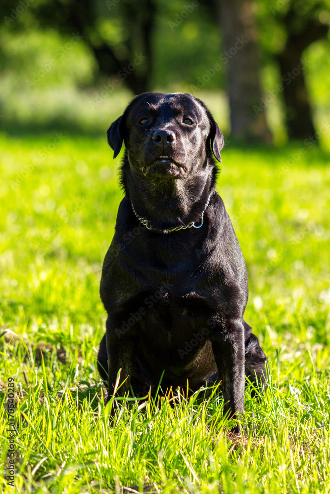 Young black labrador retriever walking on the grass and looking at you in sunny day