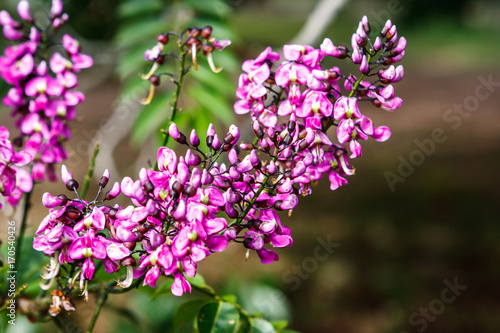 Flowers at the Uxmal archaeological site, Yucatan, Mexico.