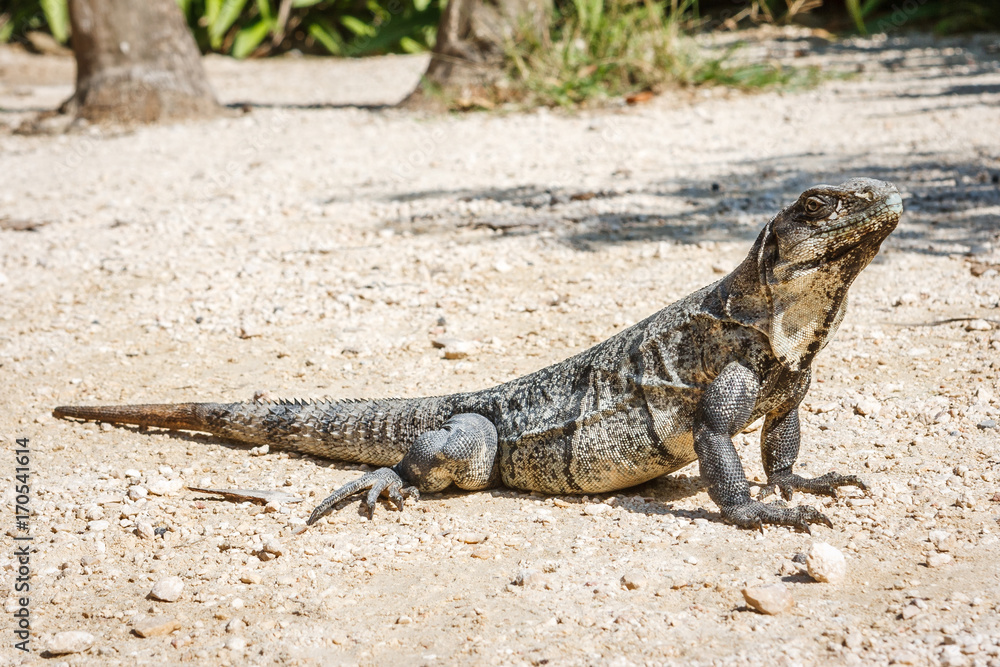Iguana at the Tulum archaeological site, Quintana Roo, Mexico. Iguana at the Tulum archaeological site, Quintana Roo, Mexico.