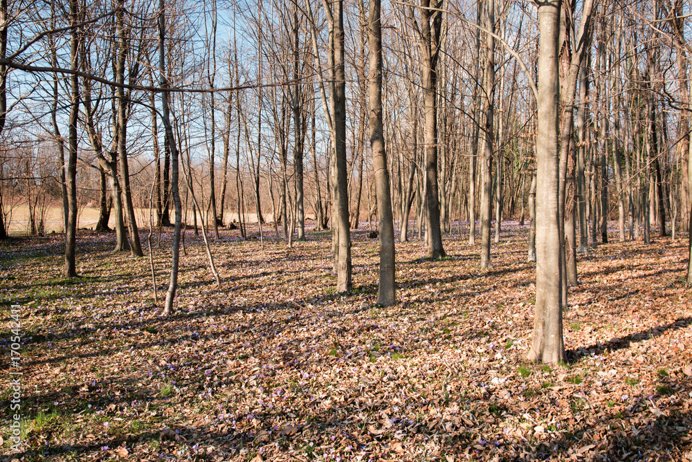 Spring walk between the fields and in the woods. Friuli to discover Spring walk between the fields and in the woods. Friuli to discover