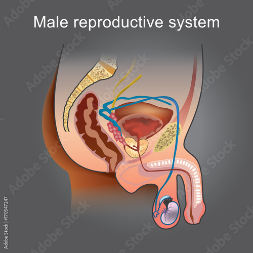 The male Reproductive system consists of a number of sex organs that play a role in the process of human reproduction. Info graphic vector...