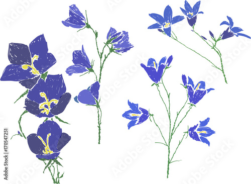 four isolated blue campanula flowers sketches