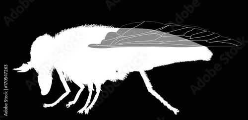 Φωτογραφία pale giant horse-fly silhouette isolated on black