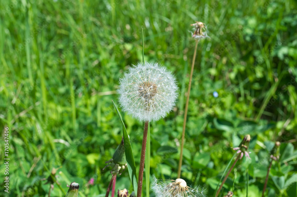 Dandelion, blowball blooming Dandelion, blowball blooming