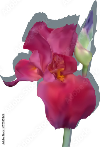 Fototapeta Naklejka Na Ścianę i Meble -  single dark pink iris with shadow on white