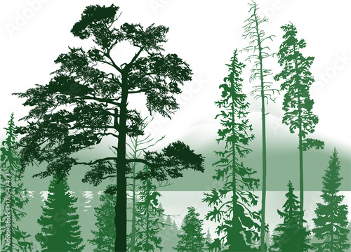 evergreen trees forest in hills illustration