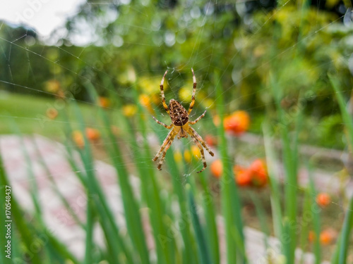 Kreuzspinne im Garten