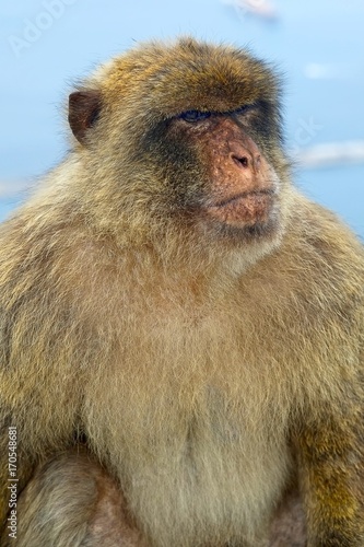 Barbary macaque in Gibraltar, Gibraltar (British Overseas Territories) © Elena