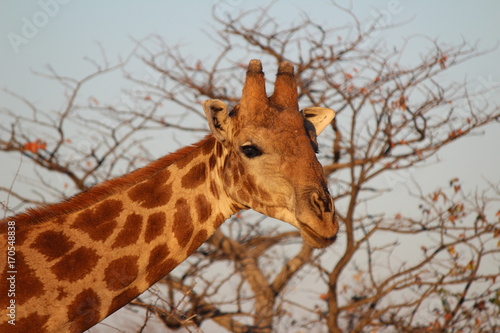 Giraffa all  Etosha Park - Namibia