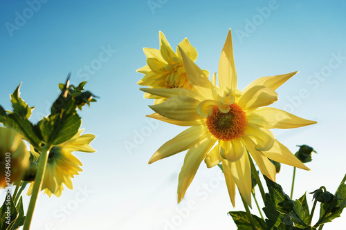 Fototapeta Naklejka Na Ścianę i Meble -  yellow dahlias against the blue sky