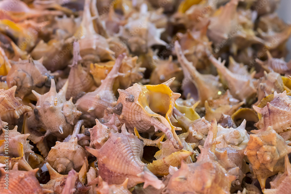Fresh conch shells ready to be cooked in Isla Cristina market. Mediterranean sea snail, seafood, (cañailla de Huelva) Fresh conch shells ready to be cooked in Isla Cristina market. Mediterranean sea snail, seafood, (cañailla de Huelva)