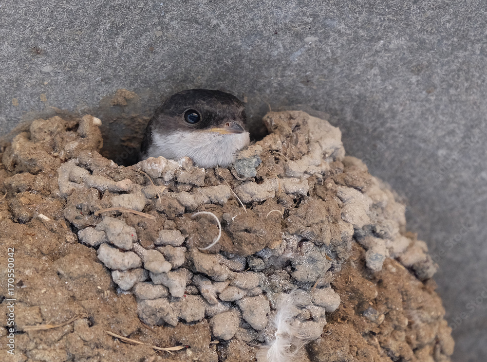 House Martin in mud nest on house wall. Stock Photo | Adobe Stock
