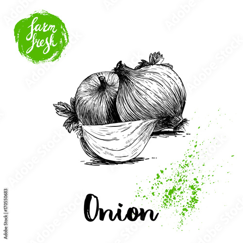 Hand drawn sketch onions with parsley leafs. Whole and onion segment. Farm fresh vegetables poster.