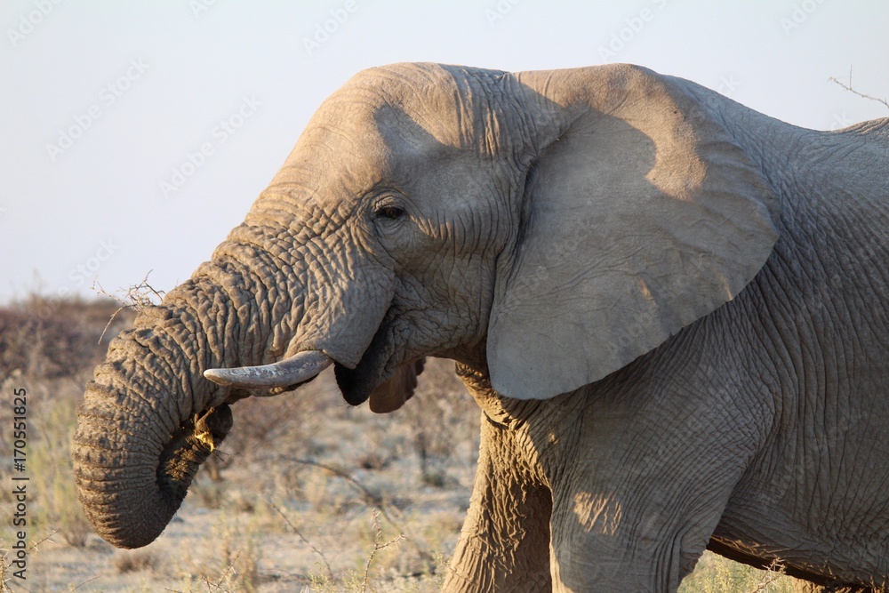 Elefanti all'interno dell'Etosha Park, Namibia