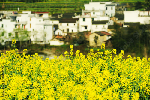 Landscape of Wuyuan County with Yellow oilseed rape field and Blooming canola flowers in spring. photo