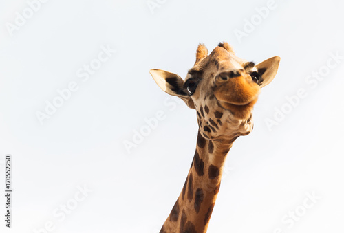 Photography giraffe in africa