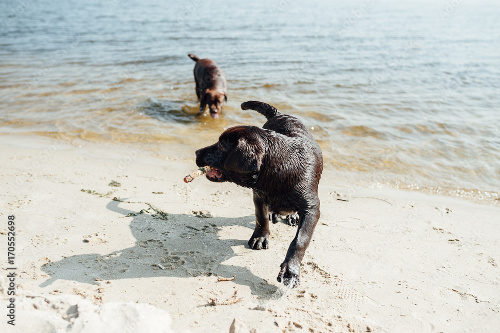 two cheerful brown labradors play in water two cheerful brown labradors play in water