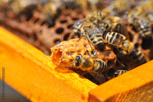 Waxen cottage for growing of chapter of bee family. The young queen bee
 photo