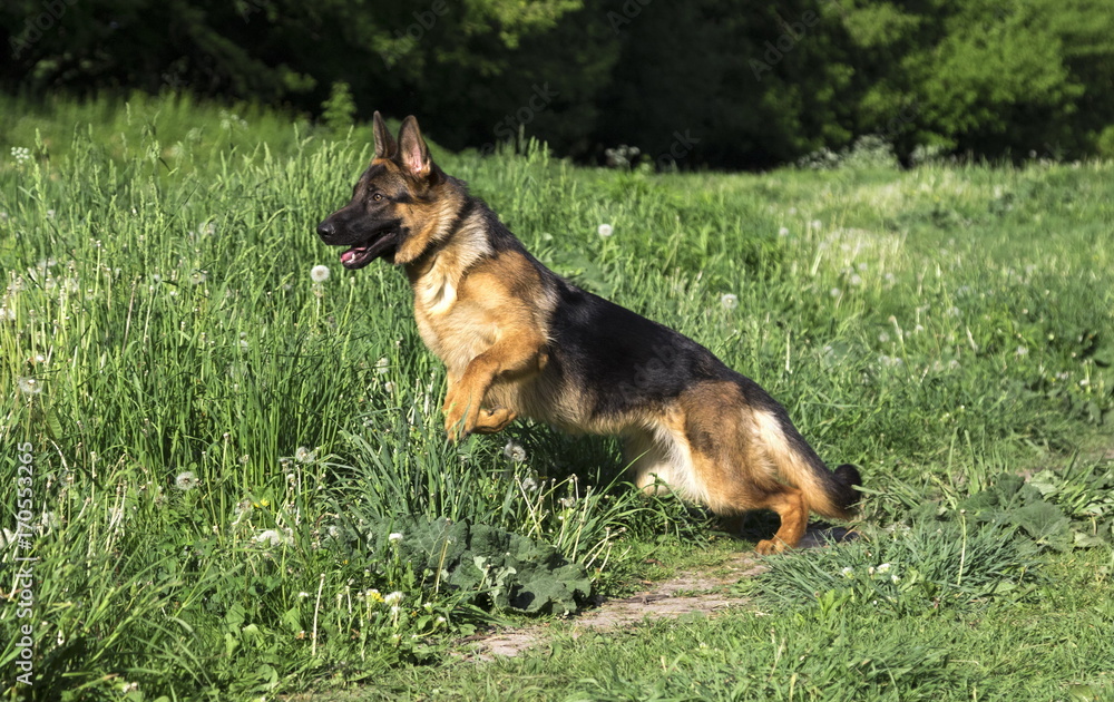 German shepherd runs in the summer park German shepherd runs in the summer park