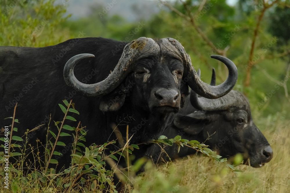 Cape Buffalo - Kruger National Park - Close up Cape Buffalo - Kruger National Park - Close up