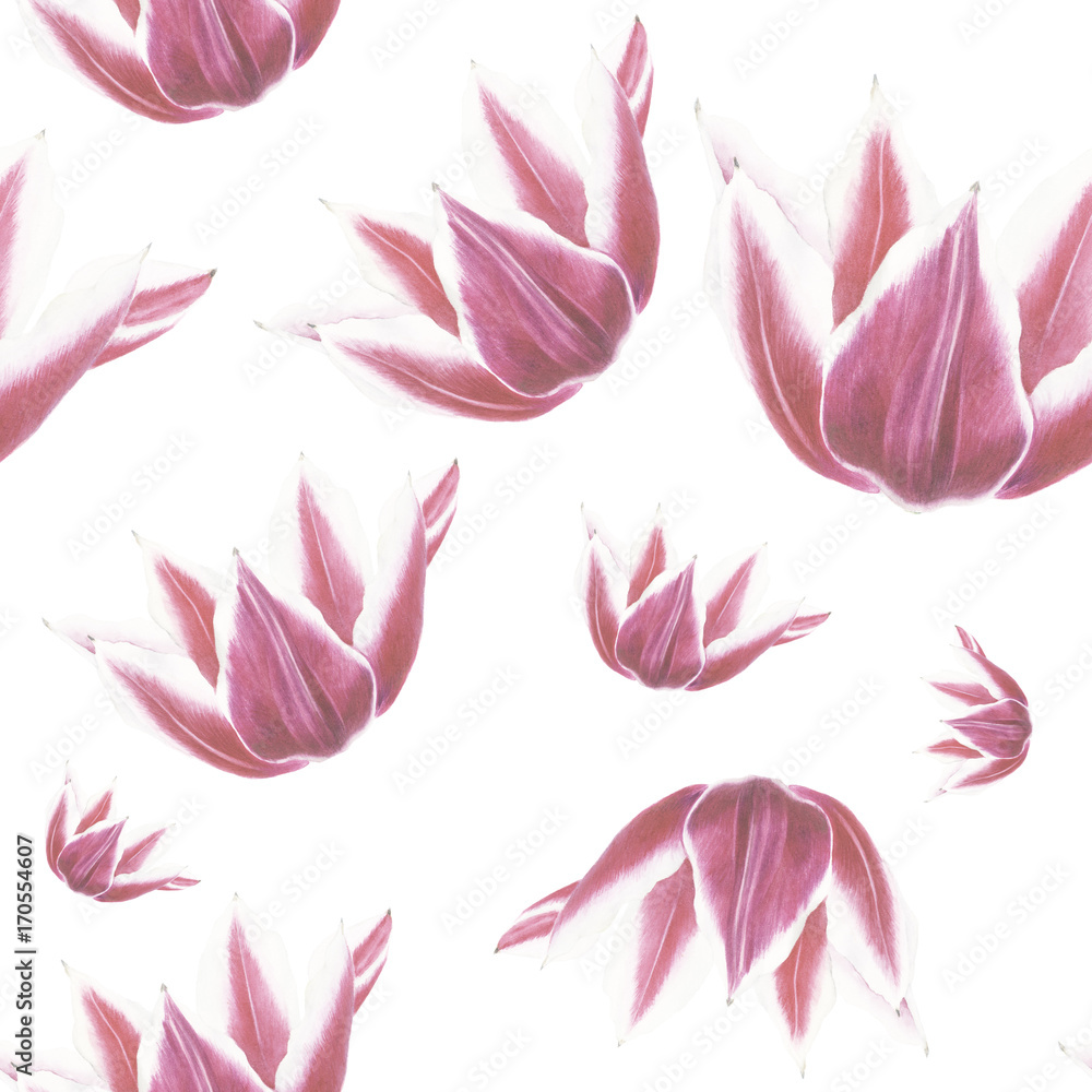 Fototapeta premium White and red tulip flower on white background. Seamless watercolor pattern