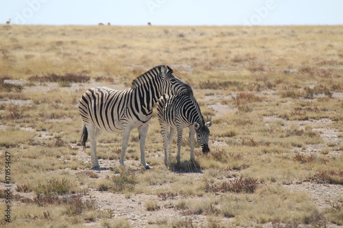 Etosha National Park  Namibia - Wildlife