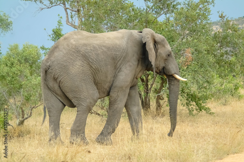 African Elephant - side view
