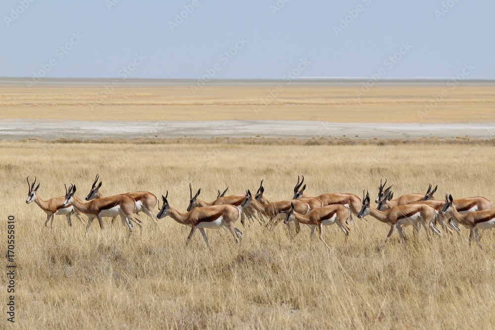 Springbok in Etosha National Park, Namibia Springbok in Etosha National Park, Namibia