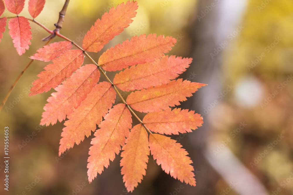 Autumn rowan leaves on nature forest background Autumn rowan leaves on nature forest background