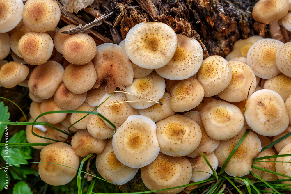 mushrooms Honey fungus stump forest mushrooms Honey fungus stump forest