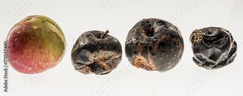 Apples in various states of decay isolated on white