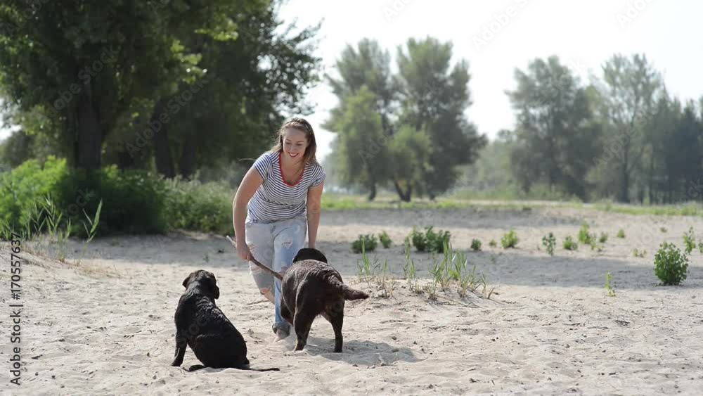 beautiful girl is playing with brown labradors beautiful girl is playing with brown labradors