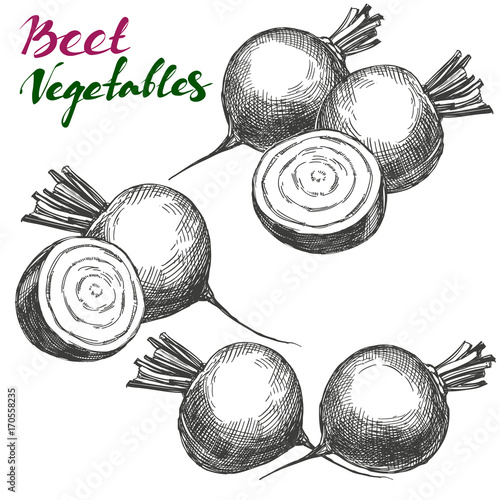 Beet vegetable set. Detailed engraved. Vintage hand drawn vector illustration realistic sketch