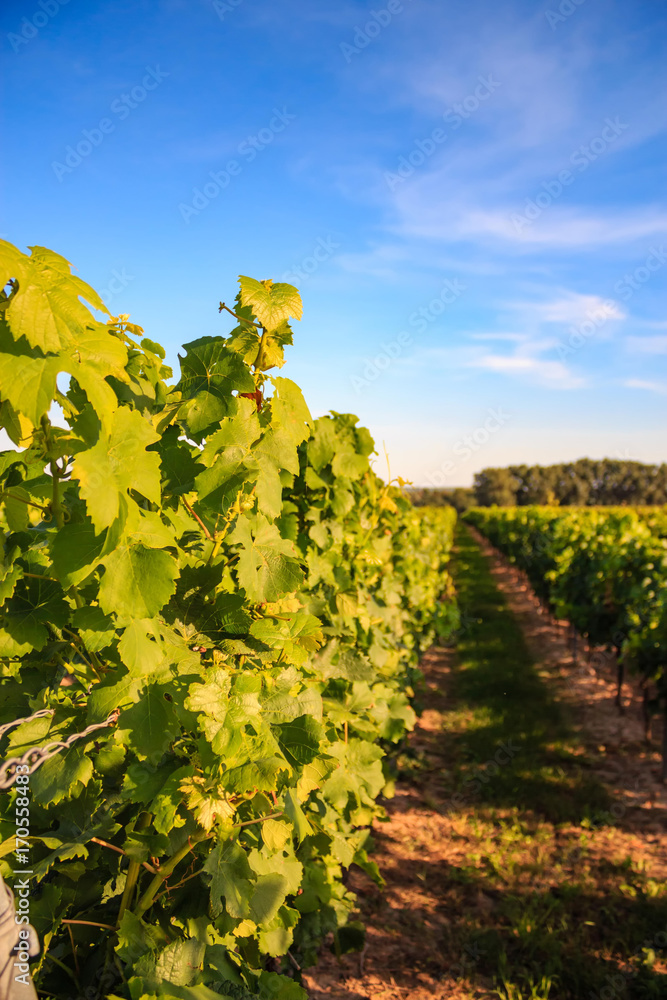 Fototapeta premium Sun-flooded winestocks with a blue sky