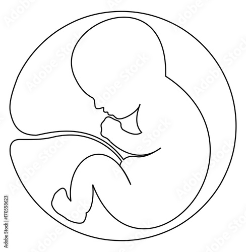 Baby in womb - one line drawing