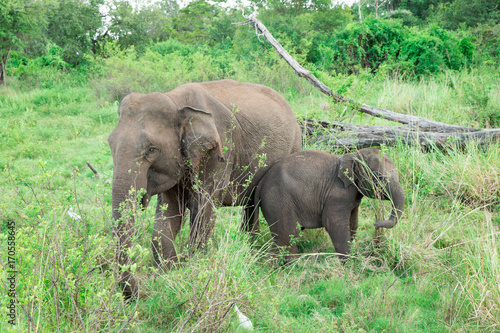 A young elephant right next to an adult one.