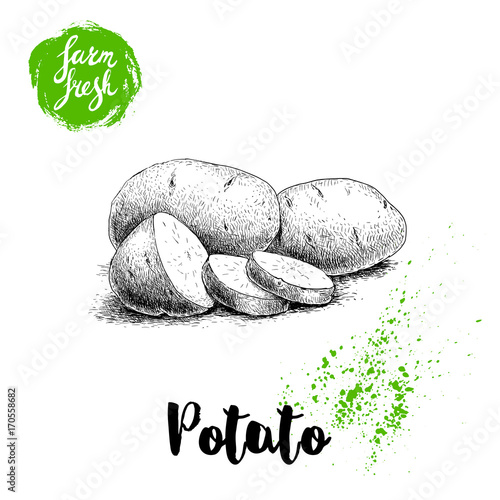 Hand drawn sketch style illustration of ripe potatoes and slices. Farm fresh vector illustration poster.