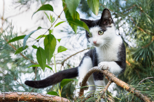 Fototapeta Naklejka Na Ścianę i Meble -  Beautiful black and white kitten hunting birds up on a tree