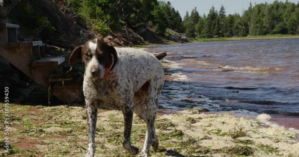 Wet dog running towards camera - slow motion Wet dog running towards camera - slow motion