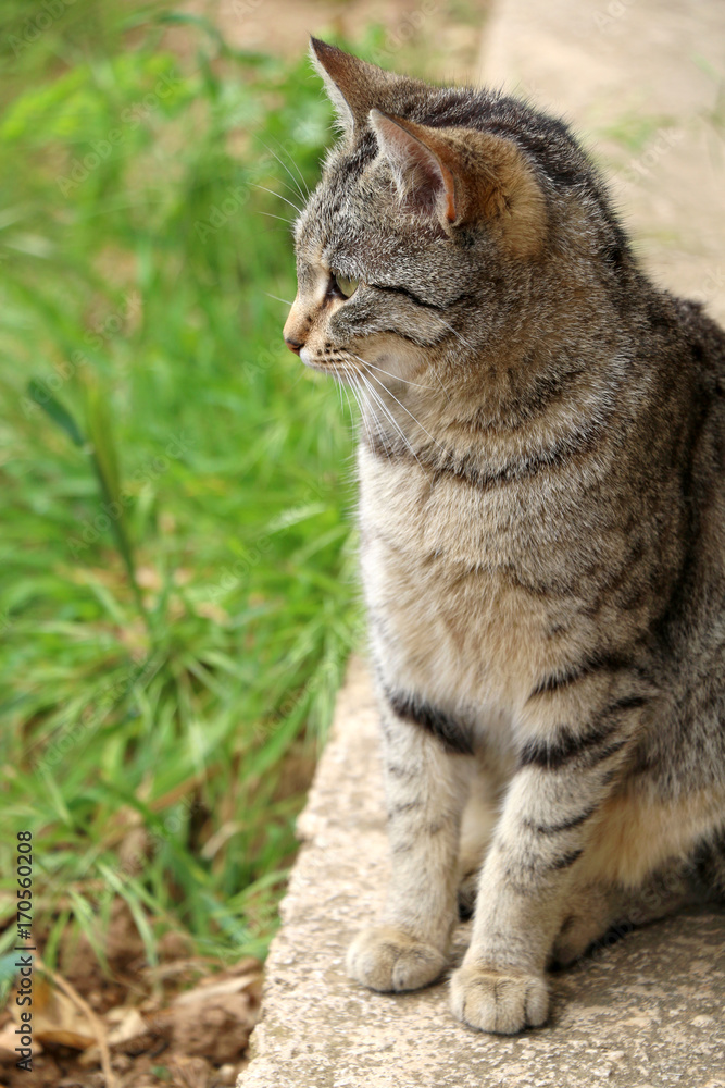 Brown tabby cat in the garden. Selective focus, green bokeh.

