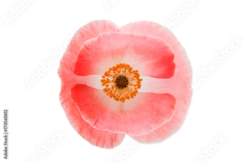 red poppy isolated