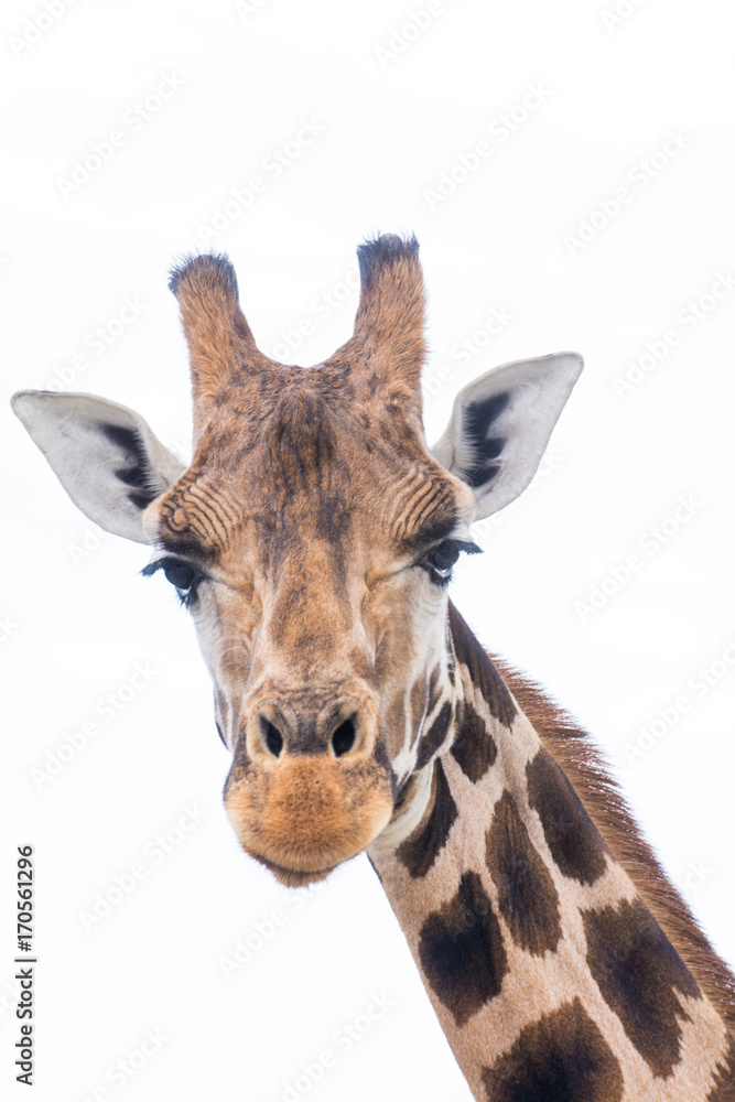 Obraz premium Giraffe isolated on a white background