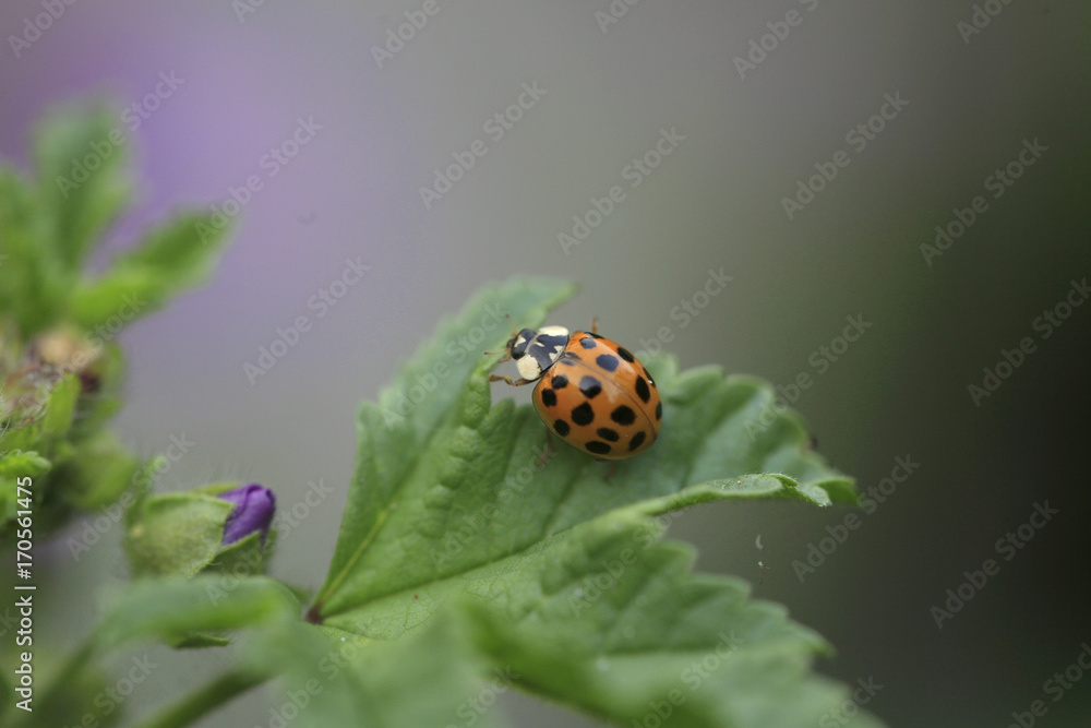 Asiatische Marienkäfer sitzt auf Blatt (Harmonia axyridis)