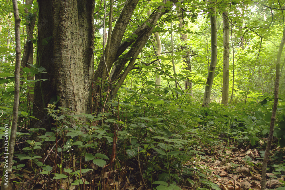 detail of a green woodland detail of a green woodland