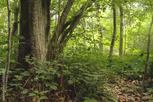 detail of a green woodland